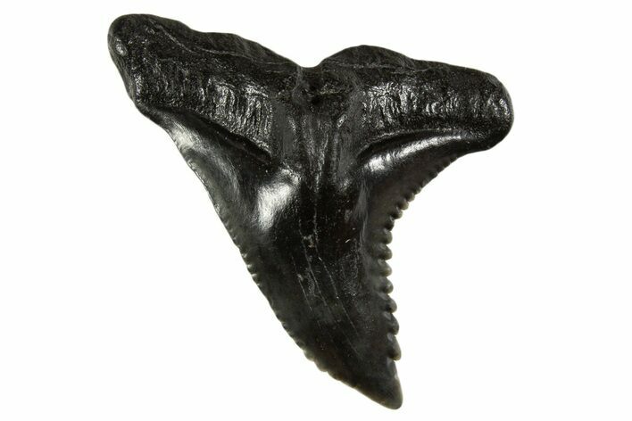 Large, Snaggletooth Shark (Hemipristis) Tooth - South Carolina #340311